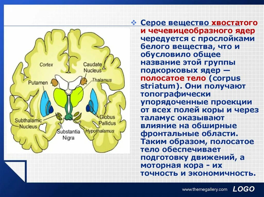 Выделения серого вещества. Чечевицеобразное ядро мозга функции. Серое вещество и белое вещество. Ядра серого вещества. Строение серого и белого вещества.