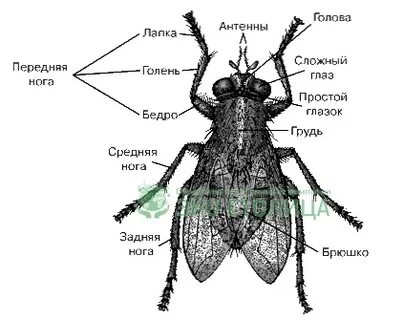 Схема мухи