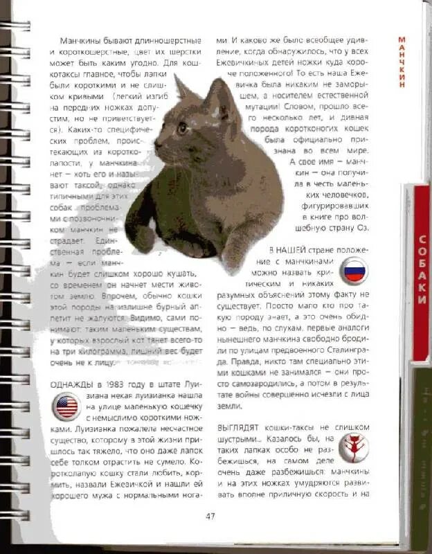 Мышки до кошки 20 шагов. Книга от мышки до кошки.