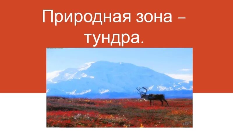 Окружающий мир зона тундра. Тундра природная зона 4 класс. Природная зона тундра 4 класс окружающий мир. Природная зона тундра проект. Природные зоны России 4 класс окружающий мир тундра.