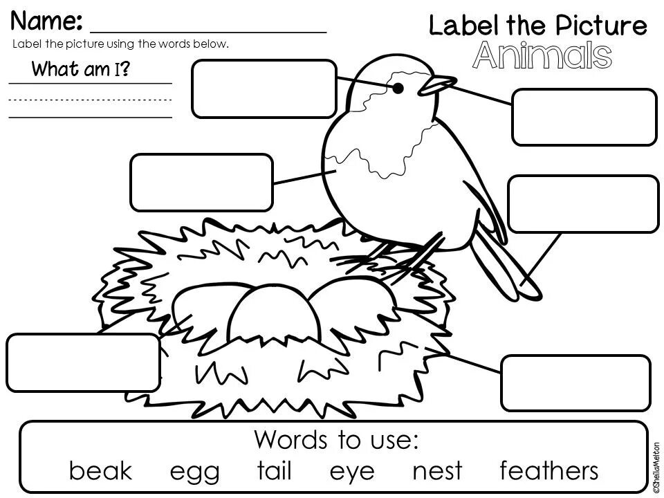 Birds задание. Worksheet about Birds for Kids. Parts of a Bird Worksheets. Birds Worksheets for Kids. Birds in English Worksheets.