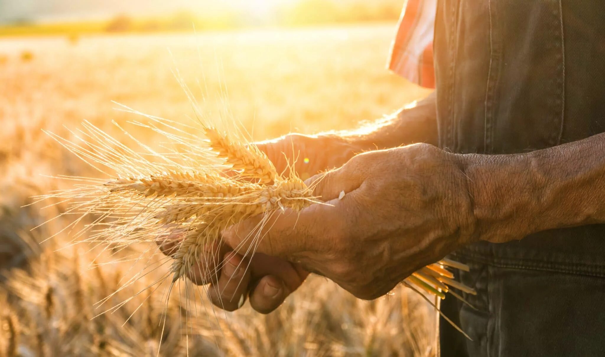 Пшеница в руках. Руки с колосьями пшеницы. Колосья в руках. Колоски пшеницы в руках.
