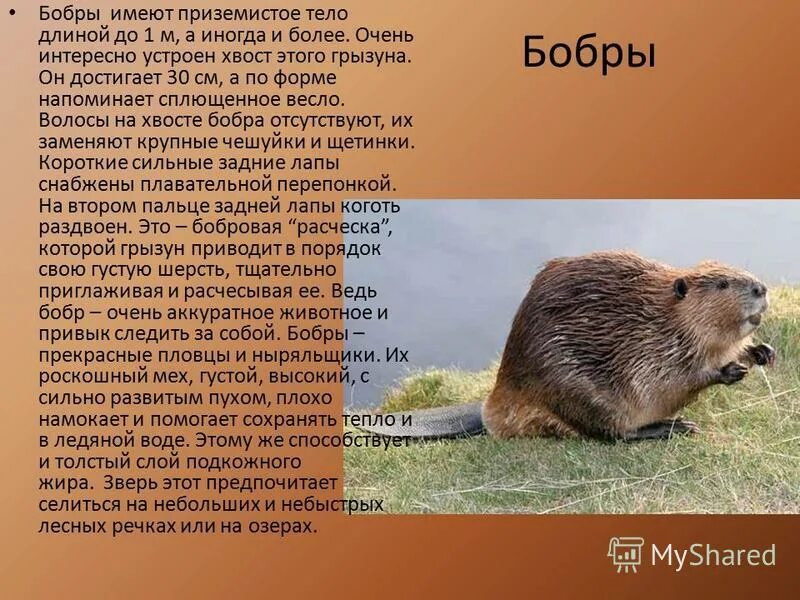 обыкновенный бобр красная книга. речной бобр красная книга воронежской области. речной бобр красная книга. доклад о бобре. бобры занесены в красную книгу.