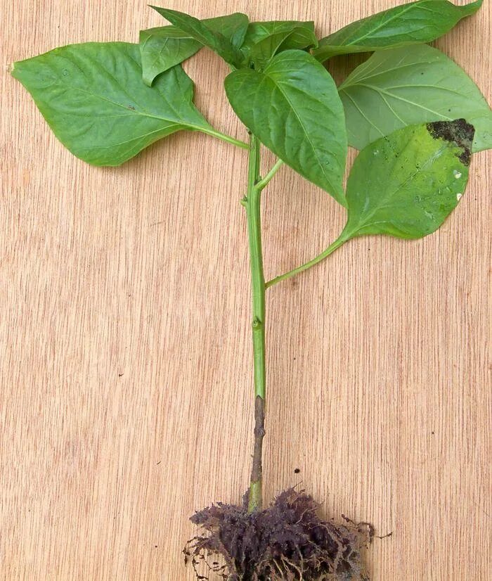 Некроз стебля томатов. Одеоз рассады томатов. Проростки рассады помидоров. Стрик рассады томатов. Белые точки на стеблях рассады огурцов.