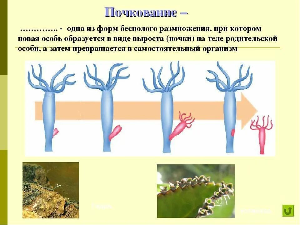 Бесполое размножение 9 класс биология. Форма размножения почкование. Способы размножения организмов бесполое и половое. Формы размножения организмов бесполое размножение. Биология как размножаются