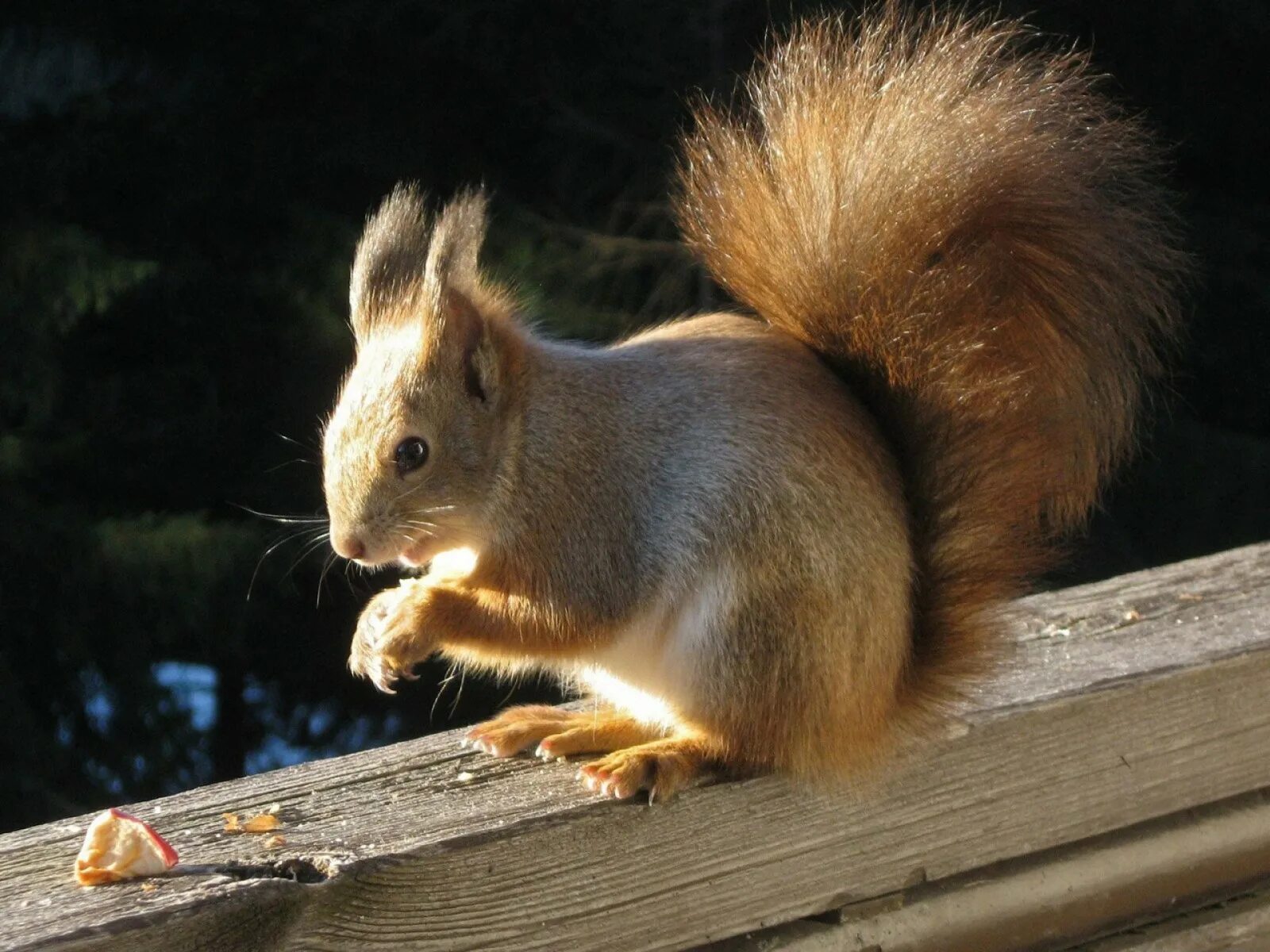 Sciurus vulgaris). Животные. Обыкновенная белка беличьи. Белка обыкновенная (лат. Подвиды белки.