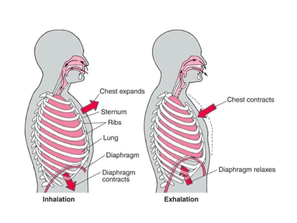 Диафрагмально-реберное дыхание. Диафрагмальное дыхание методика. Диафрагма при дыхании. Грудное и диафрагмальное дыхание. Роль грудной клетки в процессе дыхания