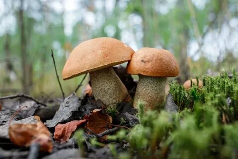 Грибная пора в середине осени
