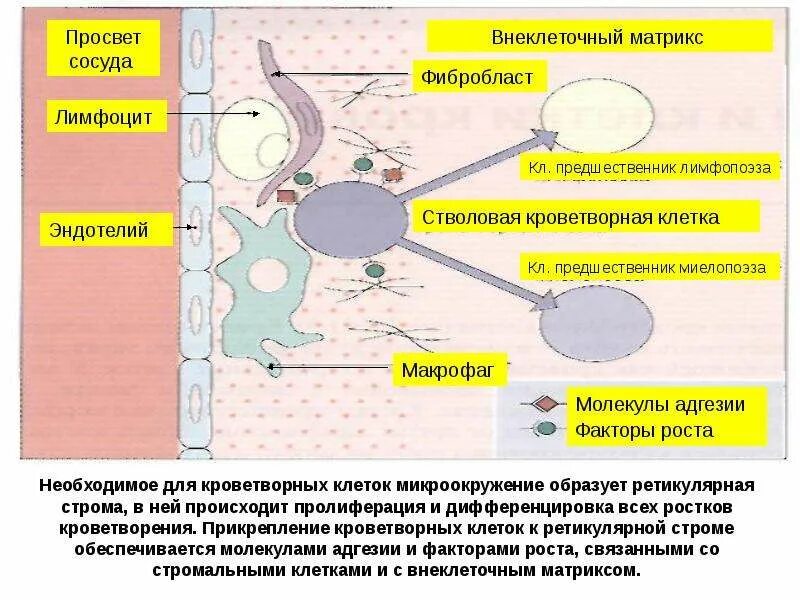 Осуществляется направленное перемещение и дифференцировка клеток. Микроокружение кроветворных клеток. микроокружение гемопоэтических клеток. факторы дифференцировки клеток. пролиферация кроветворных клеток.