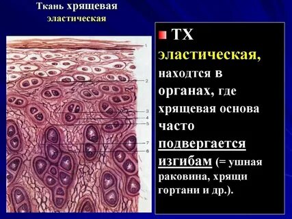 Пептиды хрящевой ткани
