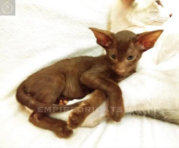 Отдал ориентала. Ориентал отдай. Порода кошек ориентал. Котенок ориентал коричневый. Ориентальная гавана браун.