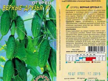 Огурцы сорт верные друзья