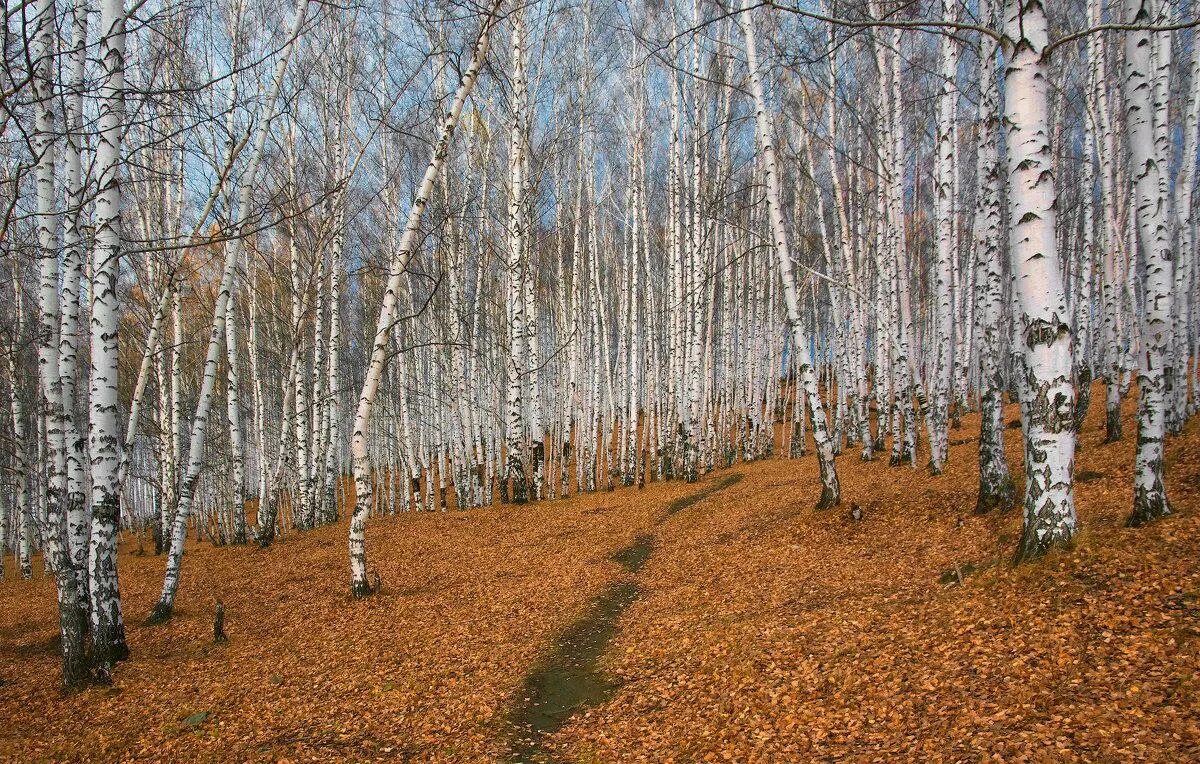 Березками окончание какое. Листопад березы. Конец листопада у березы. Береза опавшая. Берёза осенью листопад.