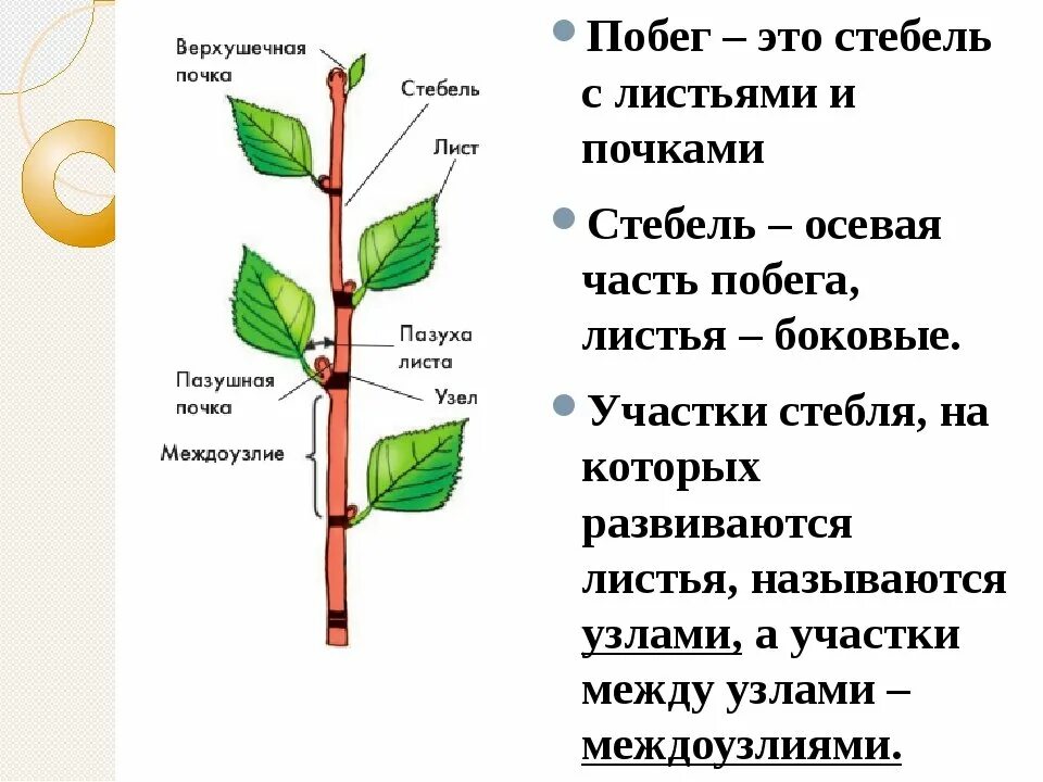 Побег (строение и функции стебля, листа и почки). Строение почки и побега. Внешнее строение побега. Строение листовой почки. Практическая работа определение местоположения почек 9 класс