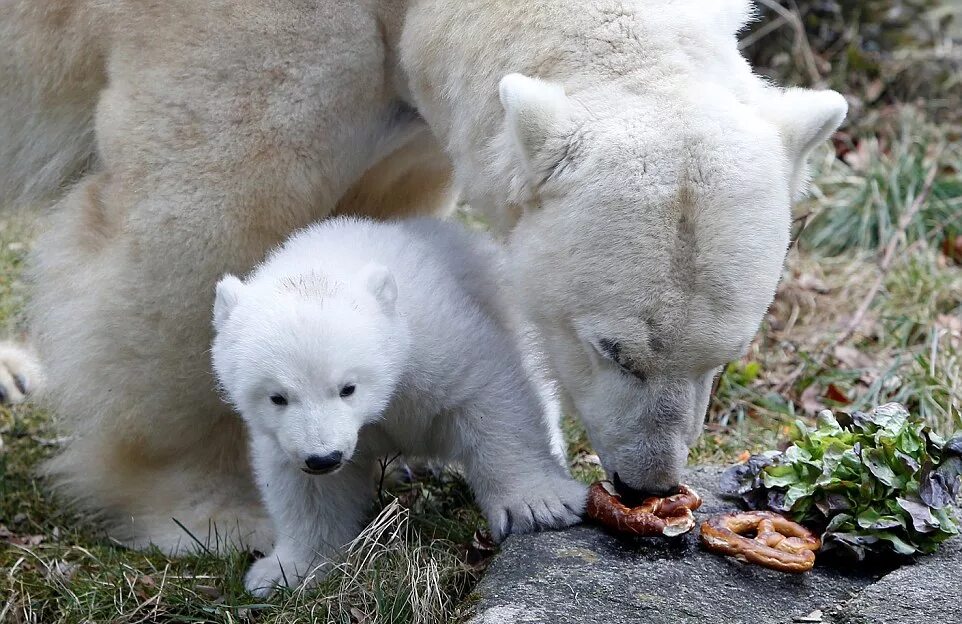 медведь обои. включи медвежонки. трехмесячный медвежонок. медвежонок. милые медвежата.