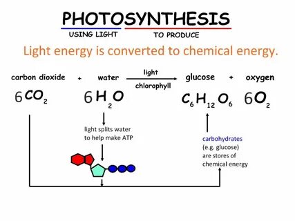 Photosynthesis