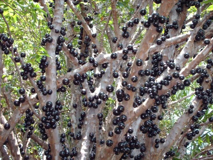 Jabuticaba em 2024 Mudas de jabuticaba, Frutas brasileiras, Frutas