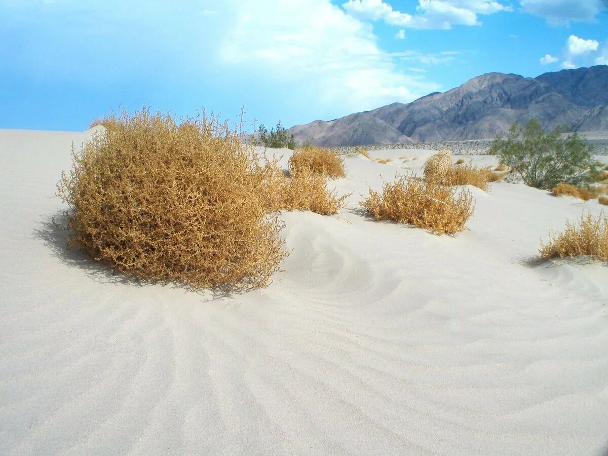 Джузгун плоды. Кустарник растущий в пустыне. Эфедра, саксаул, джузгун, солянка. Кустарник растущий в пустыне. Саксаул в пустыне.