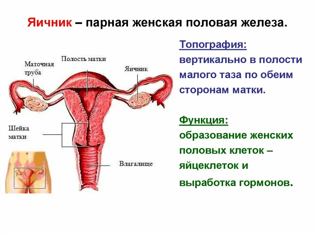 Название органов женской половой системы