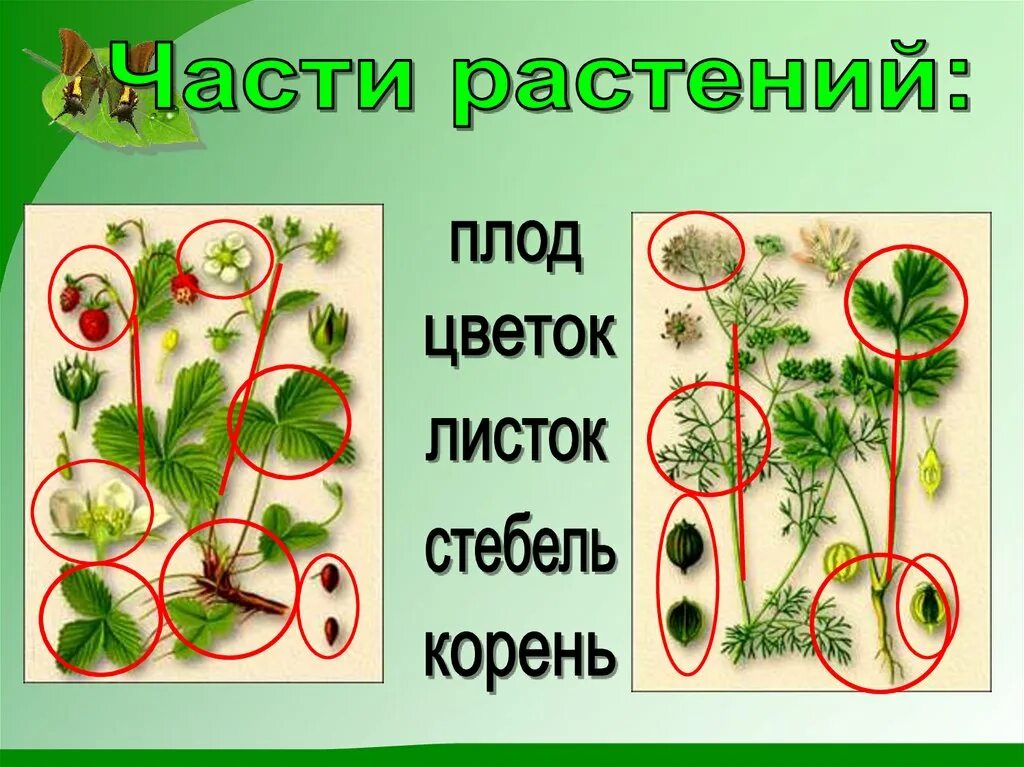 Растения биология. Части растения. Какие части у растения. Какие растения вы знаете. Тема по биологии растения города