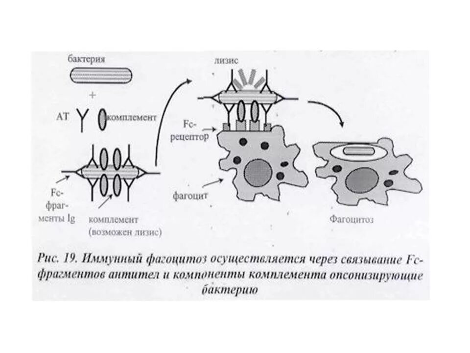 Схема фагоцитоза в иммунологии. Иммунный фагоцитоз опсонизация. Фазы фагоцитоза схема. Механизм фагоцитоза микробиология. Может осуществлять фагоцитоз способен к амебоидному движению