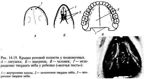 Рыба полость рта