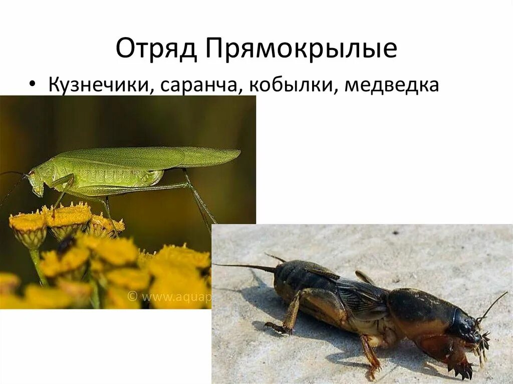 Тип развития прямокрылых насекомых