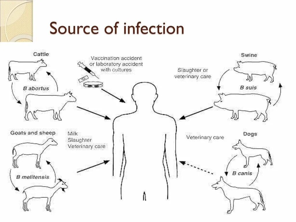Возможные источники инфекции. Патогенез бруцеллеза. Источники инфекции. Бруцеллез источники инфекции. Бруцеллез источник заражения.