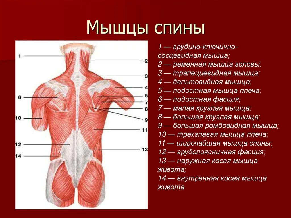 Фасции мышцы спины человека анатомия. Части поясницы