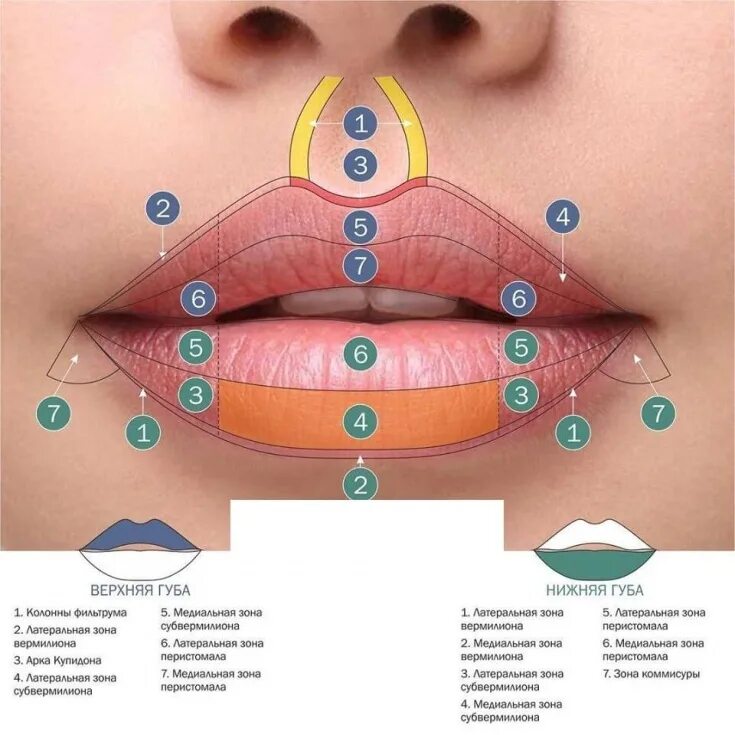 Между носом и ртом. Строение губ. Верхняя губа строение анатомия. Строение верхней губы человека.