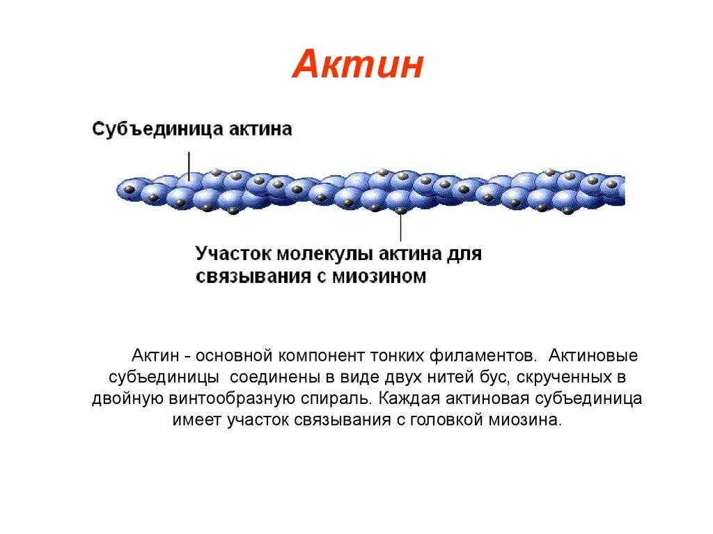 Актин состоит. Актин и миозин структура белка. Актин белок структура. Актин структура белка. Актин строение и функции.