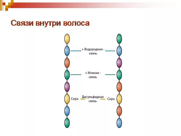 Связь внутренняя с бывшим. Дисульфидные и водородные связи в волосе. Дисульфидные связи в волосах. Водородные связи в волосах. Химические связи в волосе.