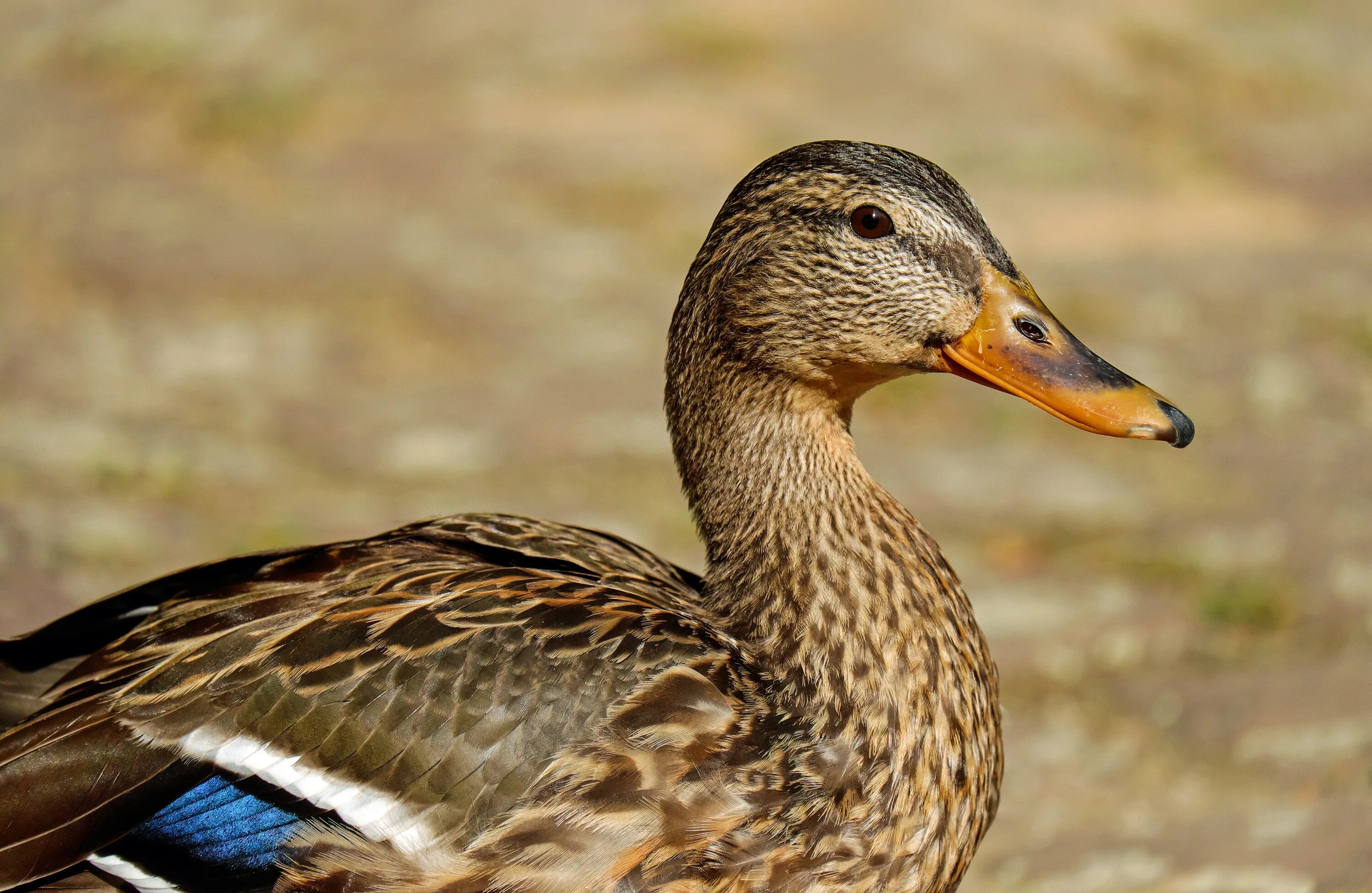 Duck bird