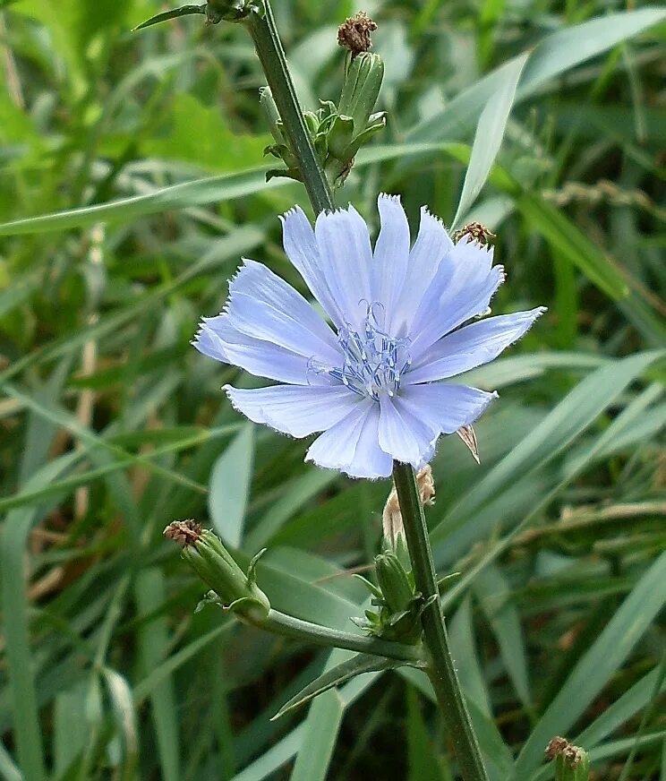 Как растет цикорий. Цикорий (cichorium intybus). цикорий обыкновенный — cichorium intybus l.. цикорий соцветие. цикорий семейство сложноцветные.