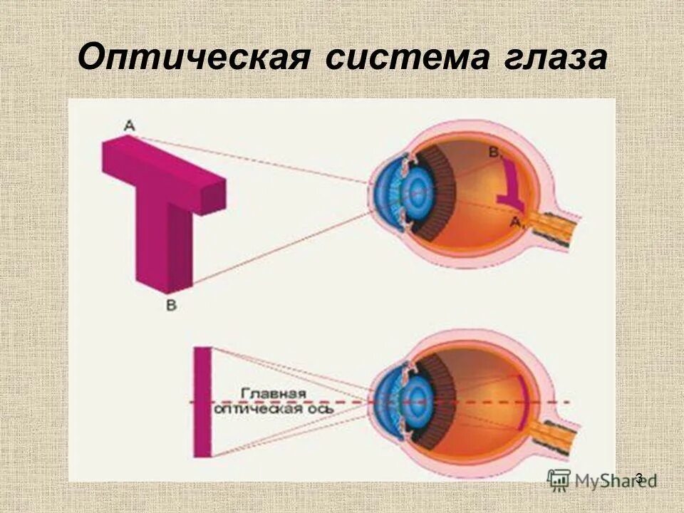 Пути глазки