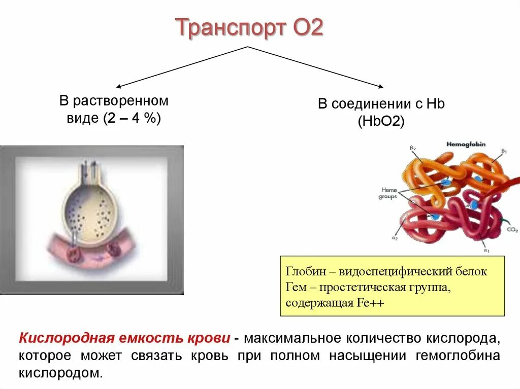 Транспорт кислорода кровью кислородная емкость крови. Кислородная емкость крови. Кислородная емкость гемоглобина