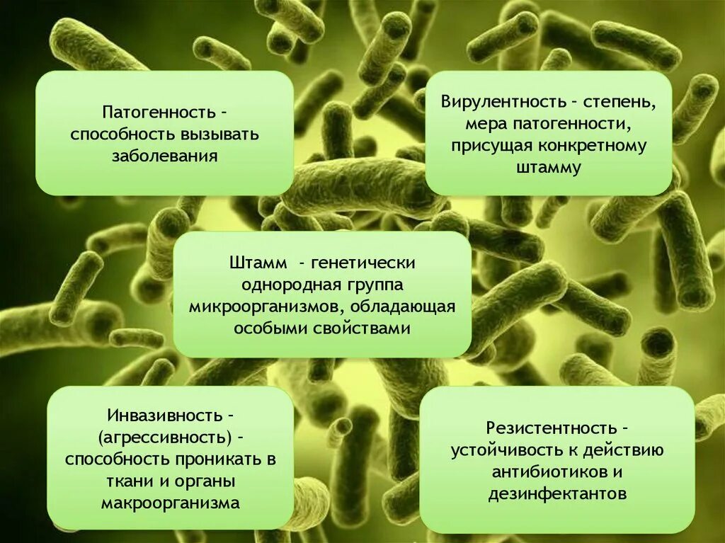 Болезнетворные бактерии болезни. Факторы патогенности бактерий. Факторы патогенности микроорганизмов. Патогенных и патогенных микроорганизмов. Болезнетворные (патогенные) микроорганизмы.