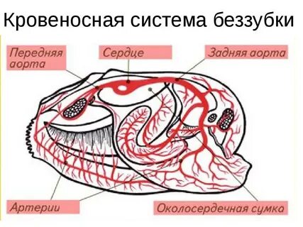 Кровеносный моллюск