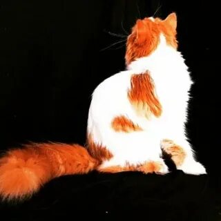 Кот скай