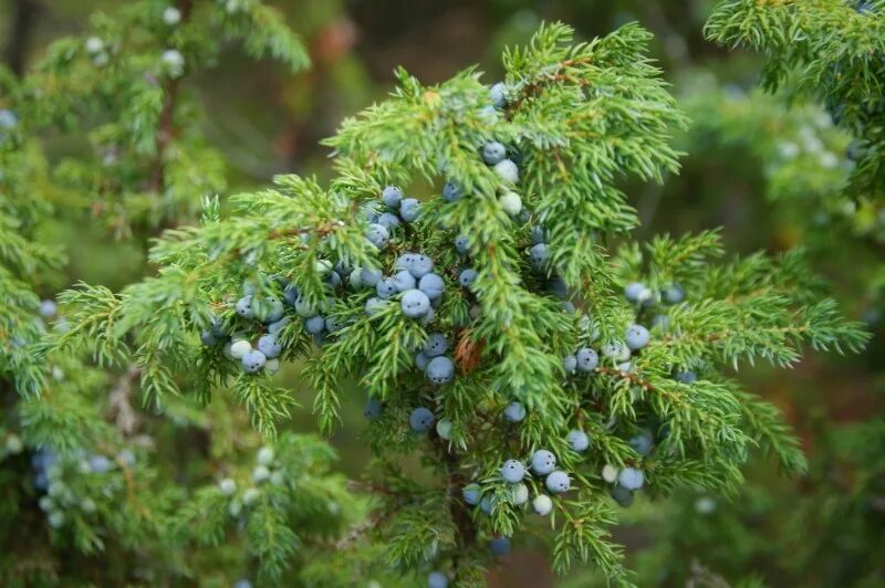 Можжевельник вблизи. Можжевельник джуниперус. Можжевельник вблизи. Можжевельник сибирский хвоя. Можжевельник обыкновенный север.