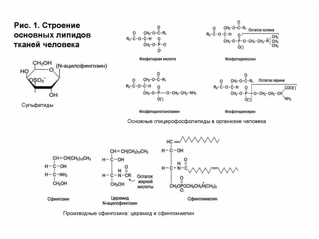 Основные липиды тканей человека. Общее строение липидов формула. Строение простых липидов. Строение сложных липидов. Общая формула всех липидов.