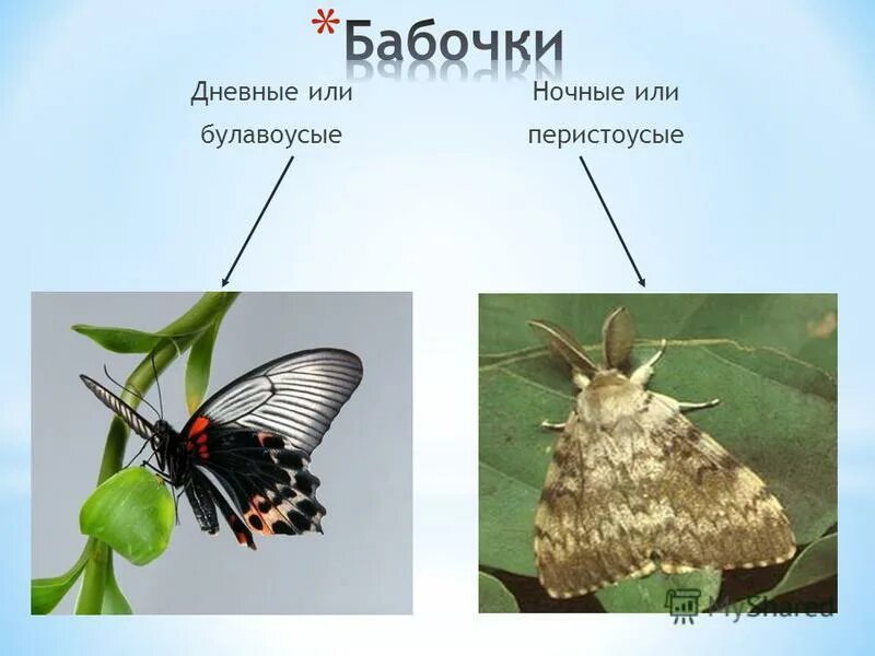 Бабочка крапивница тип ротового аппарата. Тип развития чешуекрылых бабочек. Тип развития чешуекрылых бабочек. Краткая характеристика отряда чешуекрылые. Отряд чешуекрылые или бабочки представители.