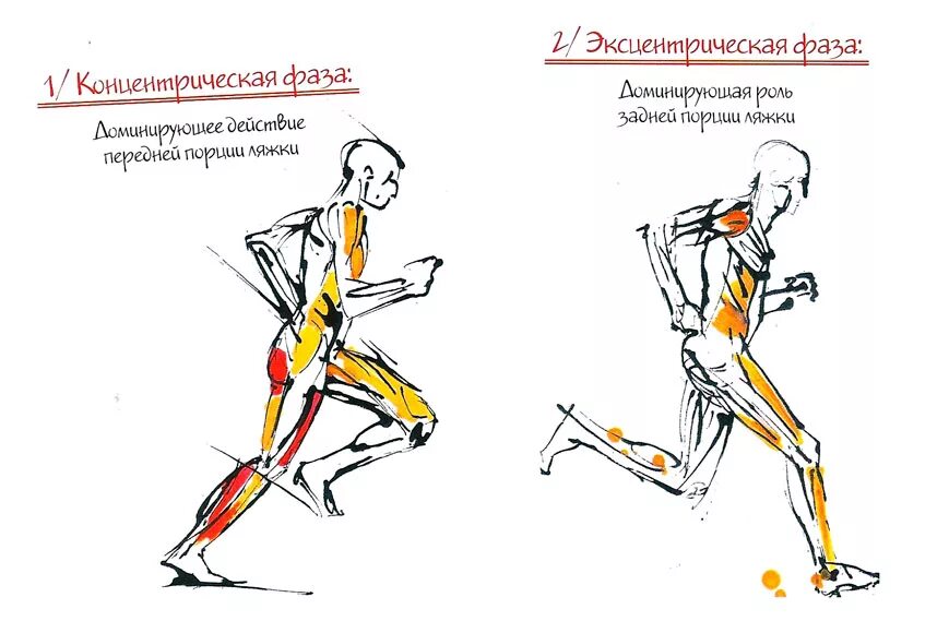 Концентрический режим работы мышц