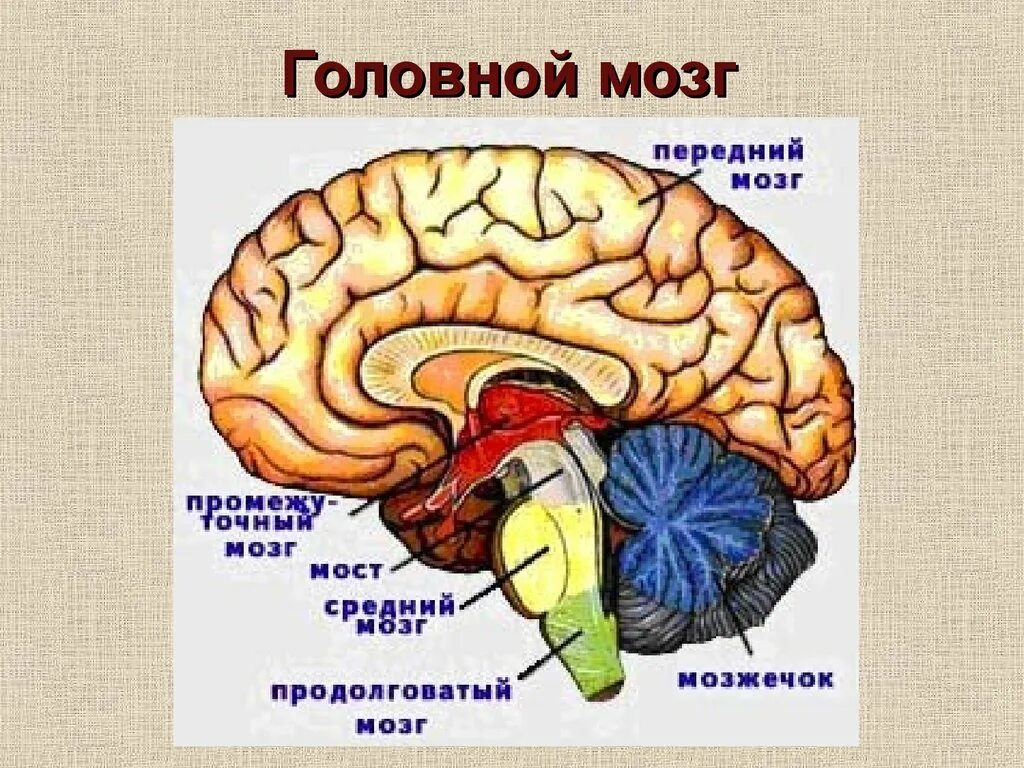 Строение головного мозга животного соответствует следующему описанию. Строение головного мозга млекопитающих. функции отделов головного мозга млекопитающих. отделы головного мозга млекопитающих схема. структуры головного мозга млекопитающих.