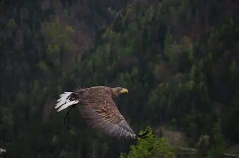 Орел в лесу есть