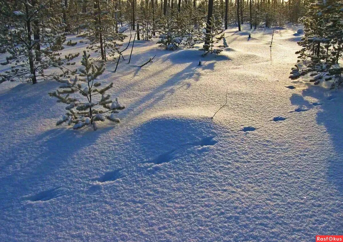 Зимний лес со следами зверей. Следы животных на снегу. Зимний лес со следами зверей. Следы зимой. Следы животных на снегу в лесу.