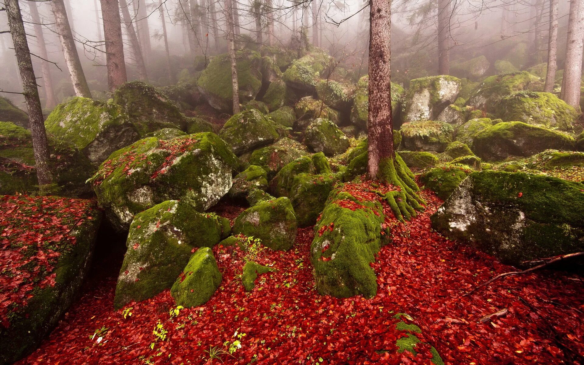 Красный лес участок. Бридский мох. Мистический мховый лес Малайзия. Грот "мшистый пень", 133*115*105мм. Мох в лесу.