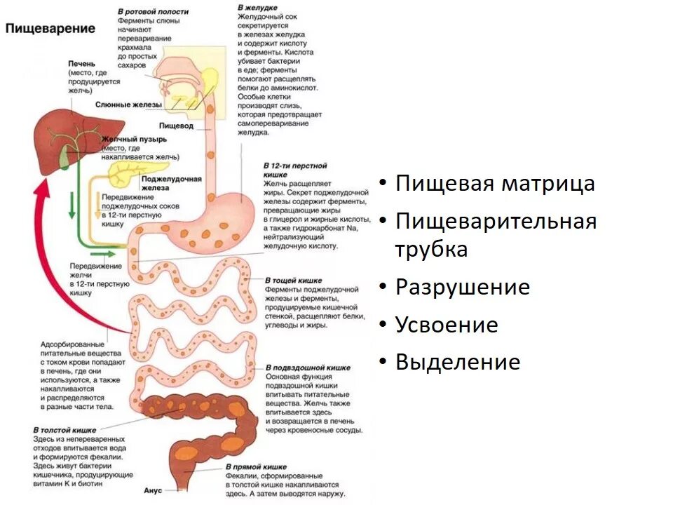 Обработка пищевого комка желчью. Болезни органов пищеварения. Расщепление ферментов в пищеварительной системе. Схема пищеварительного тракта. Заболевания пищеварительной системы человека.