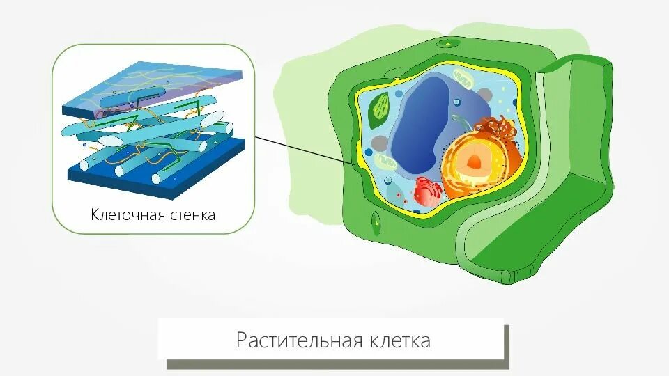 Клеточная стенка клетки растений. Строение растительной клеточной стенки. ЕГЭ биология клеточная стенка строение. Строение клеточной стенки растительной клетки.