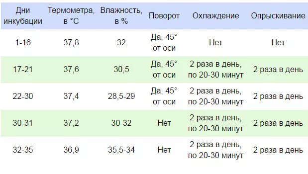 Сколько инкубируются яйца. Температура вывода индоуток в инкубаторе. Таблица инкубации яиц индоутки. Таблица вывода индоутки в инкубаторе. Таблица вывода уток в инкубаторе.